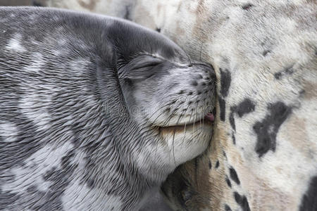 威德尔海豹幼崽吮吸雌性乳汁