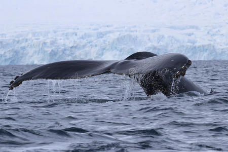 座头鲸在南极半岛附近的水域潜水