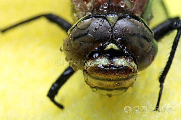 昆虫的眼睛。蜻蜓肖像。