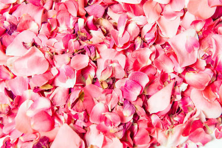 粉红色玫瑰花瓣