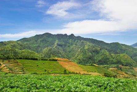 亚洲农业。美丽的风景