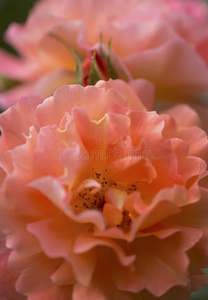 精致的杏粉色西部玫瑰