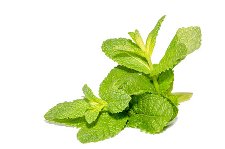 分支薄荷图片-分支薄荷素材-分支薄荷插画-摄图新视界