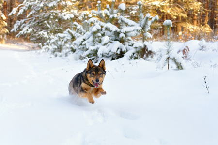 狗在雪中运行