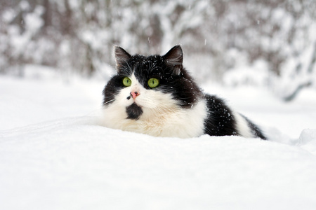 在雪中的猫