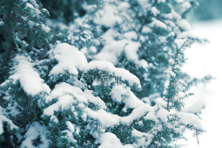 白雪皑皑的冬季森林