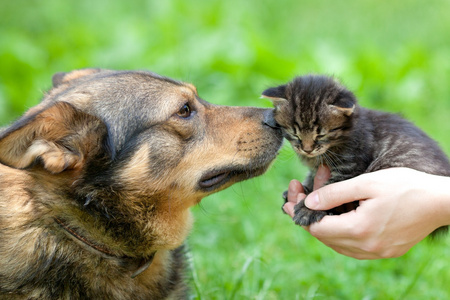 大狗和小猫在相互户外嗅探的女性手中