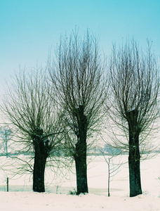 干枯的树木在雪原