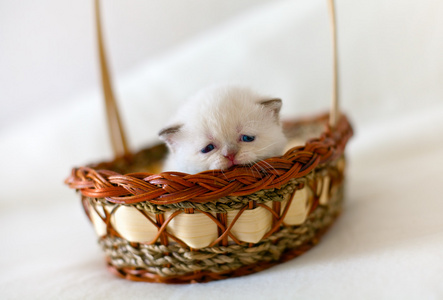 躺在篮子里的小白猫