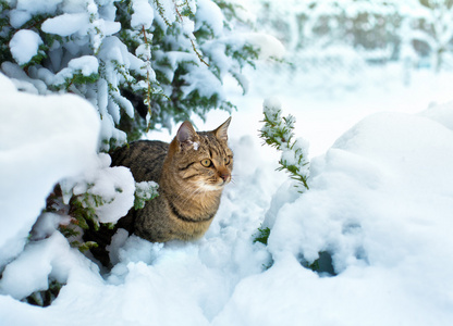 可爱的小猫坐在雪松树上