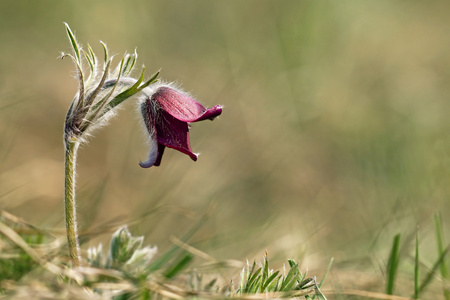 风花