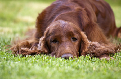 美丽的爱尔兰塞特犬