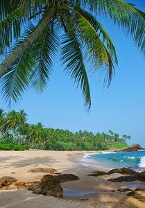 椰子棕榈树海滩