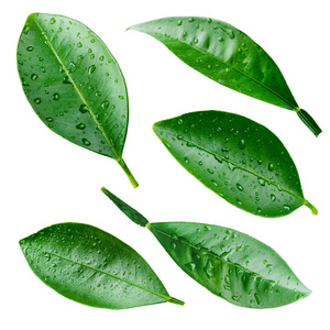 用滴片美的叶子图片-用滴片美的叶子素材-用滴片美的叶子插画-摄图新