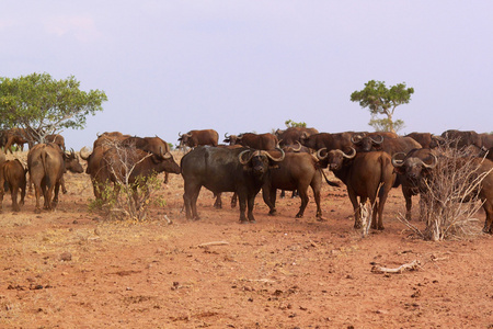 非洲水牛群肯尼亚野生动物园