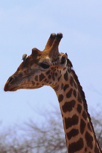 肯尼亚野生动物园的长颈鹿头