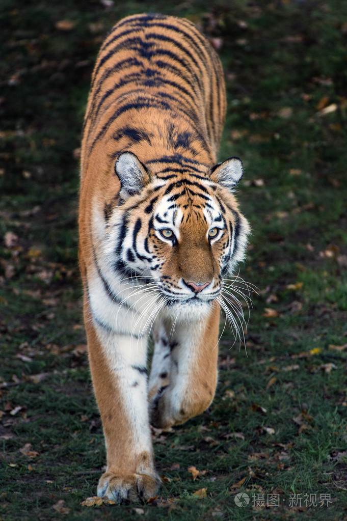 西伯利亚虎照片-正版商用图片1em1xg-摄图新视界