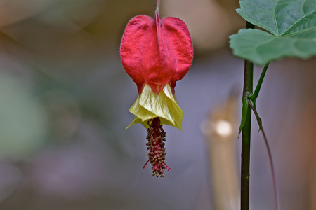 花不