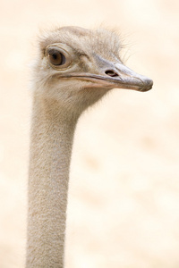 非洲常见的鸵鸟头部射击骆驼