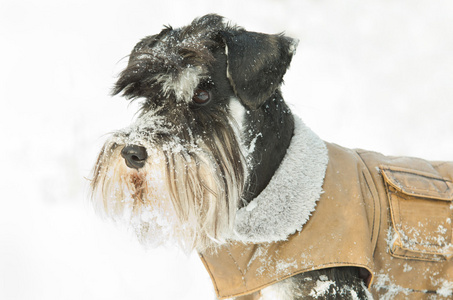 迷你雪纳瑞犬在雪地上