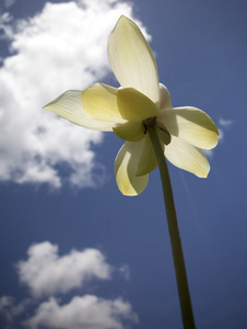 蓝色的天空盛开的白莲花照片