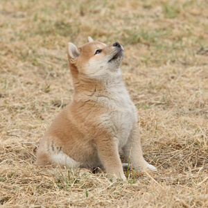 漂亮的小狗的 shiba inu