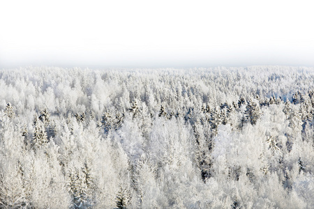 白雪覆盖的森林