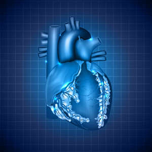 人类的心脏医学插图，抽象的蓝色设计