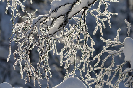 纤细的白桦树枝被雪覆盖