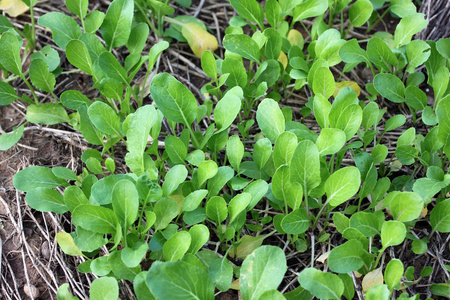 芥蓝实生苗秧苗,幼苗 树苗 实生苗芥蓝实生苗实生苗西红柿准备着陆到