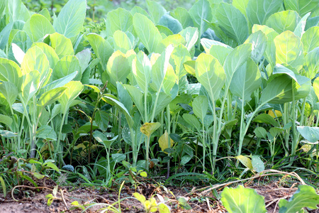 芥蓝实生苗实生苗芥蓝实生苗秧苗,幼苗 树苗 实生苗芥蓝实生苗实生苗