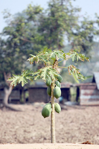 木瓜树种植园里