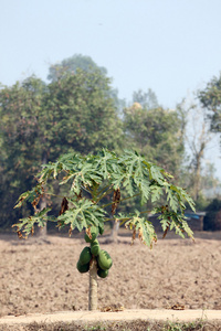 木瓜树种植园里