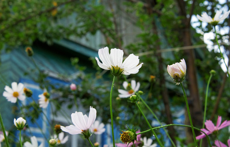 波斯菊花海图片