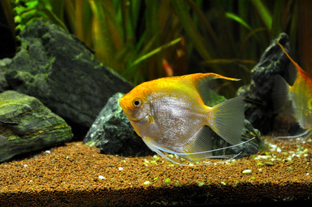 在家庭的水族馆中的天使鱼