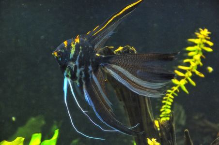 在家庭的水族馆中的天使鱼