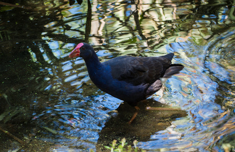 pukeko 鸟