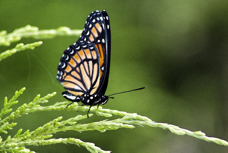 帝王蝶danaus plexippus