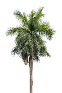 孤立在白色背景上的椰子棕榈树