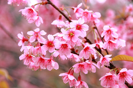 野生喜马拉雅山樱桃花