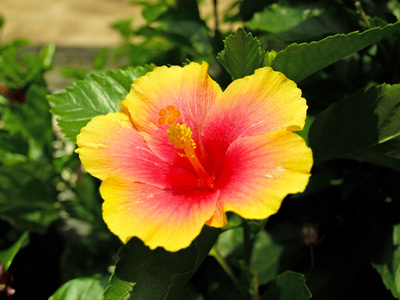 花园里的新鲜芙蓉黄色花