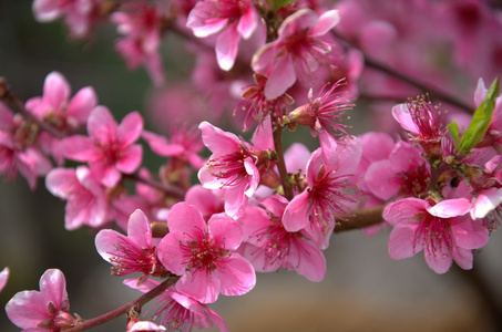 盛开在春天有粉红色花朵的桃树