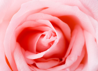 粉红色的玫瑰纹理