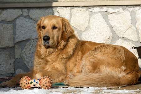 美丽的金毛猎犬