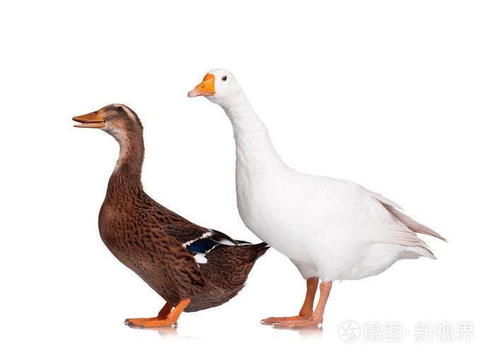 国内的鹅和鸭