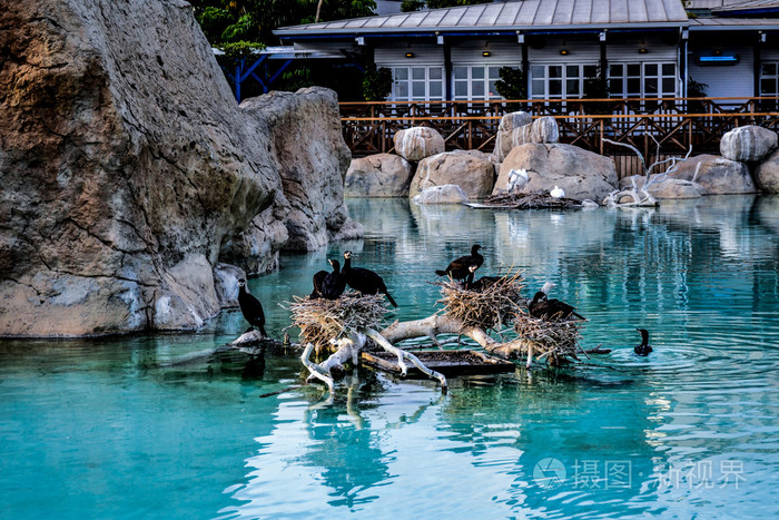 野生大鸟