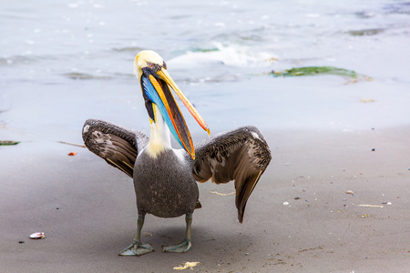 鹈鹕 ballestas 岛上