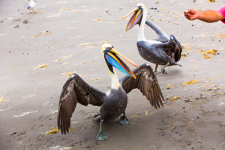 鹈鹕 ballestas 岛上