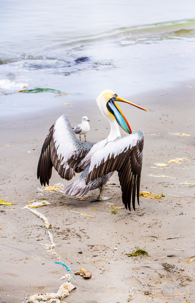 鹈鹕ballestas岛上