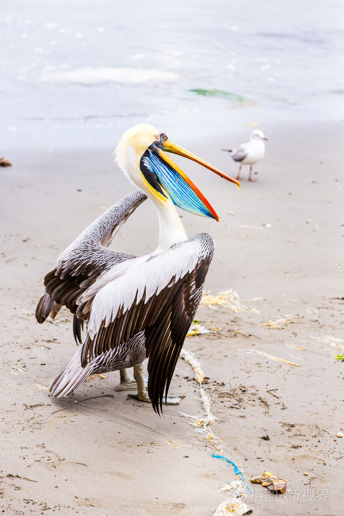 鹈鹕ballestas岛上